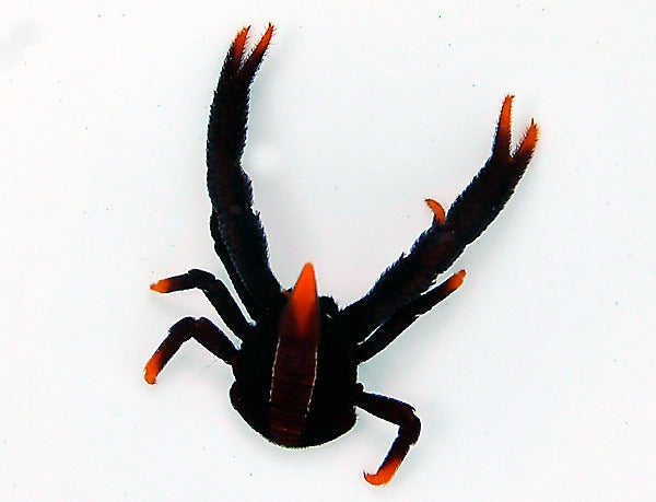 Allogalathea elegans (Premium color)