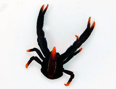 Allogalathea elegans (Premium color)