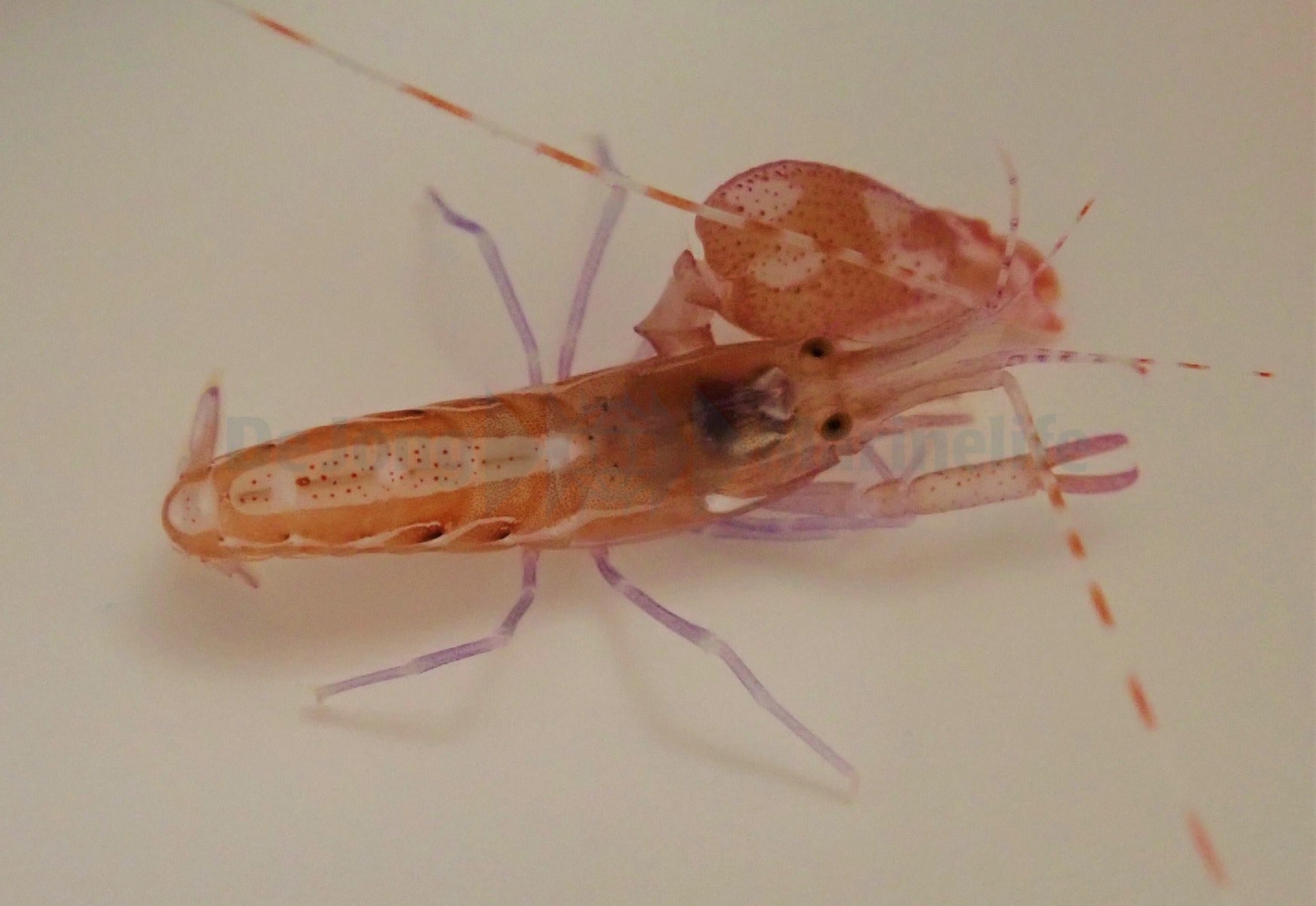 Alpheus armatus