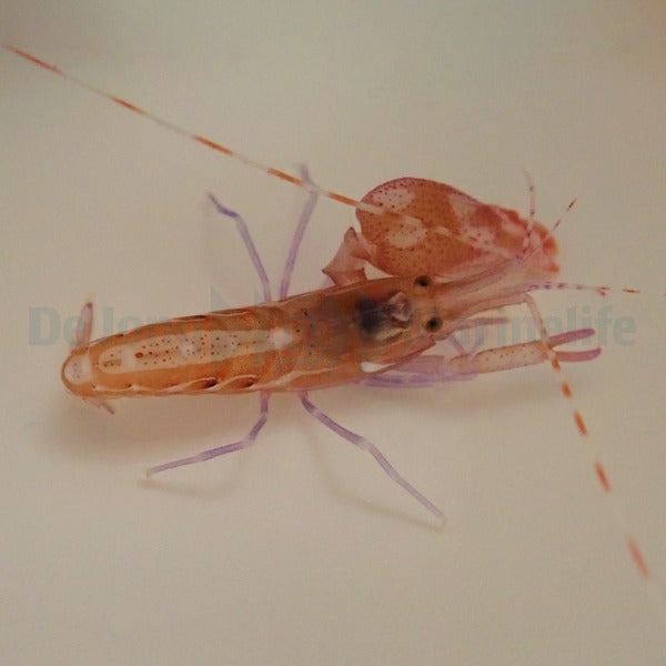 Alpheus armatus