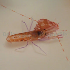 Alpheus armatus