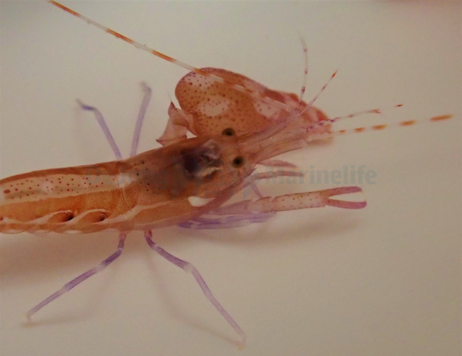 Alpheus armatus