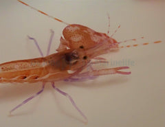 Alpheus armatus