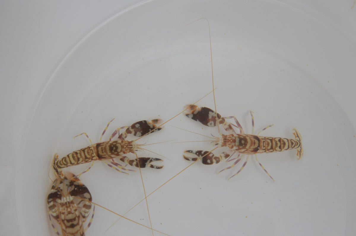 Alpheus bellulus