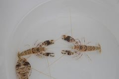 Alpheus bellulus