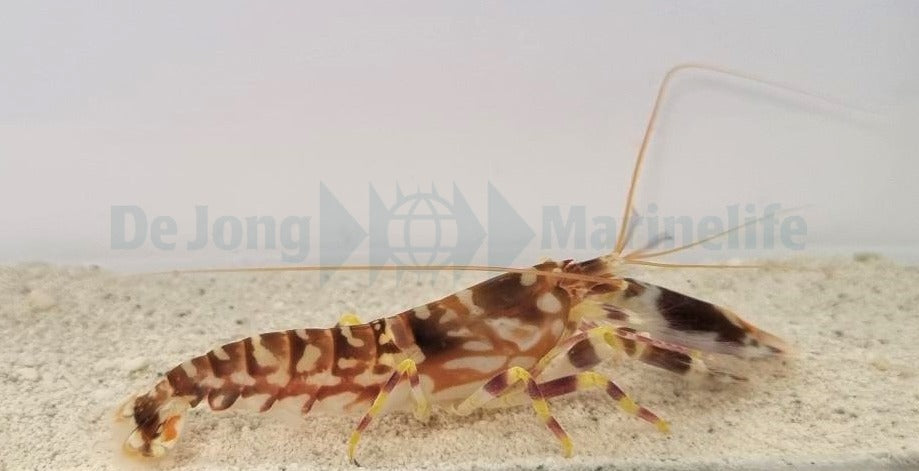 Alpheus bellulus