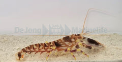 Alpheus bellulus