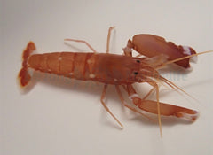 Alpheus fasqueli
