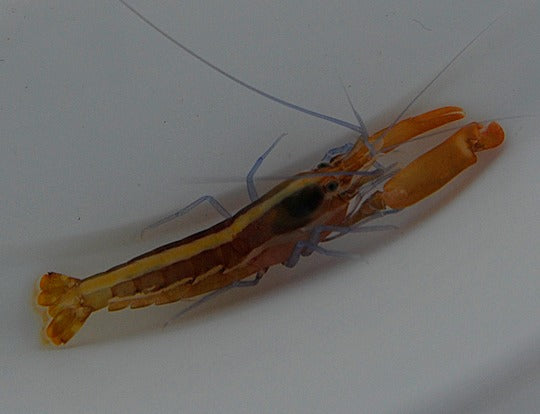 Alpheus formosus