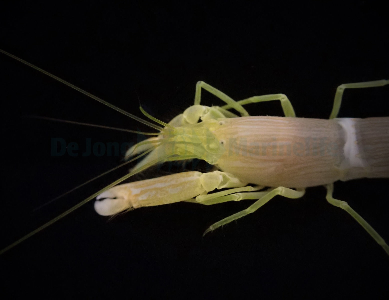 Alpheus ochrostriata