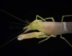 Alpheus ochrostriata