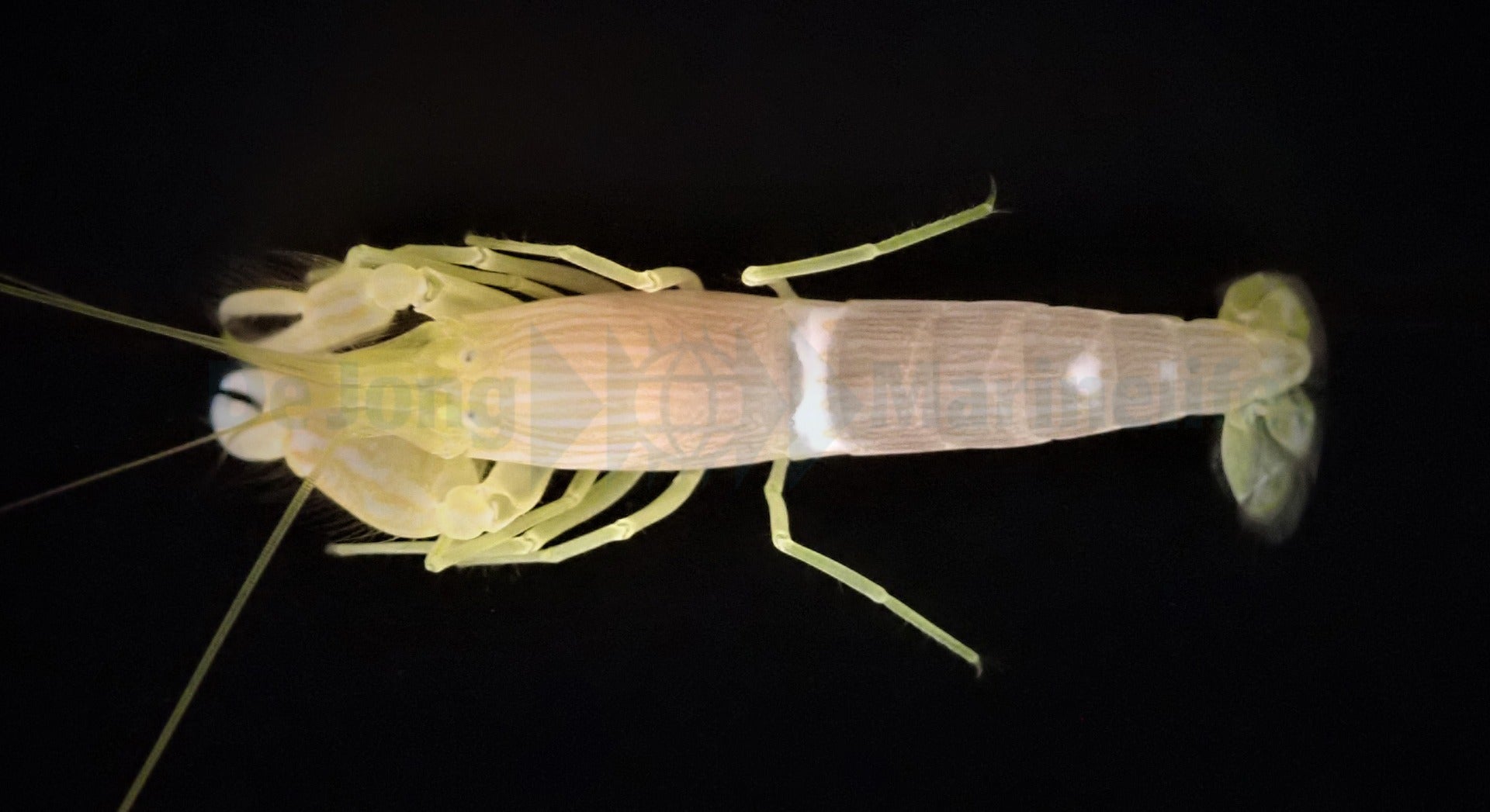 Alpheus ochrostriata