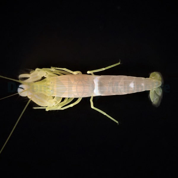 Alpheus ochrostriata