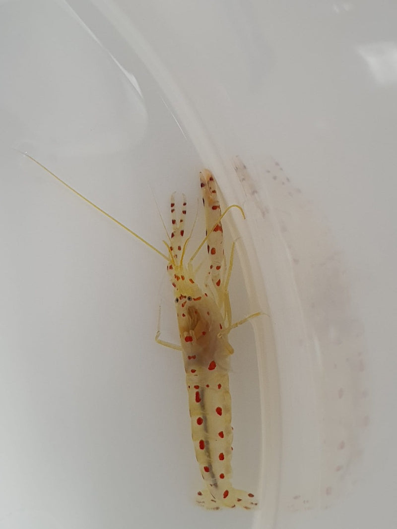 Alpheus rubromaculatus