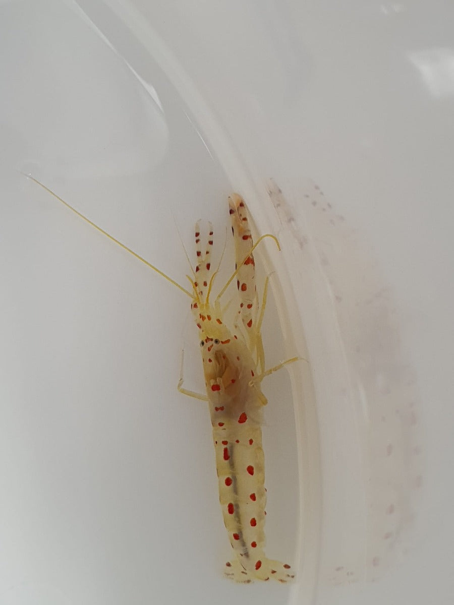 Alpheus rubromaculatus