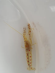 Alpheus rubromaculatus