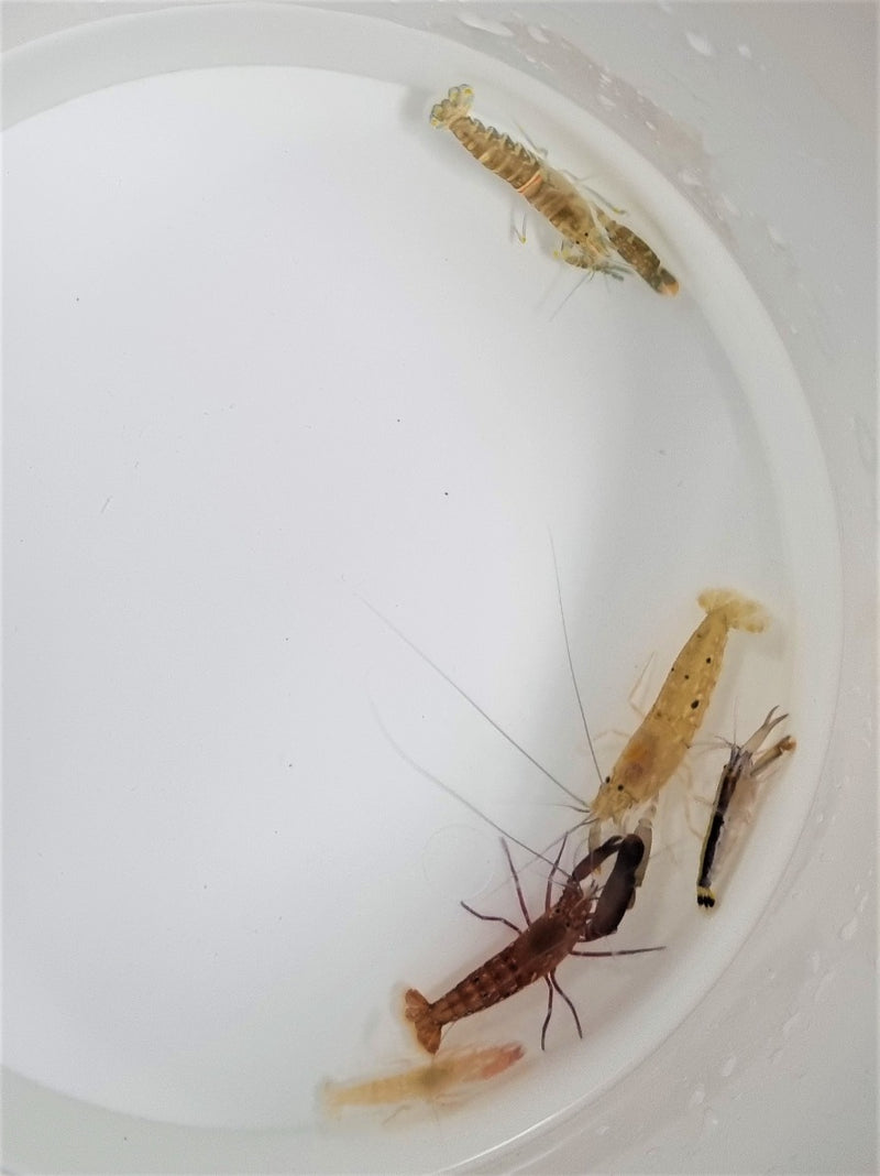 Alpheus spp.