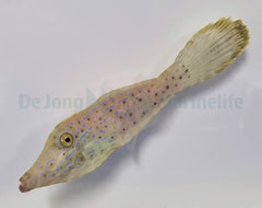 Aluterus scriptus