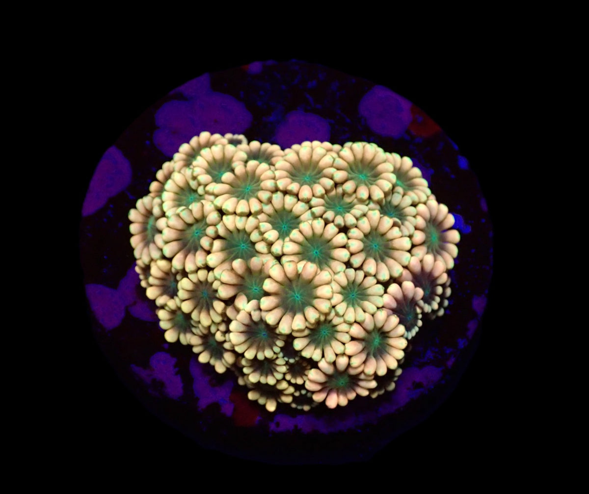 Alveopora spp. (Ultra) (frag)