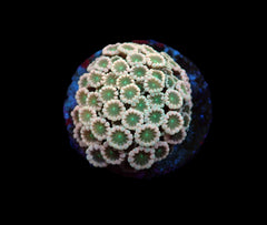 Alveopora spp. (Ultra) (frag)