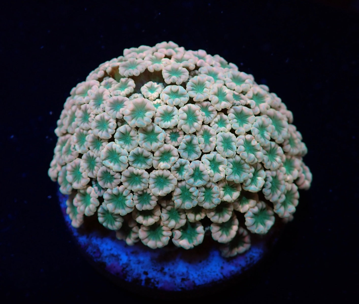Alveopora spp. (Ultra) (frag)