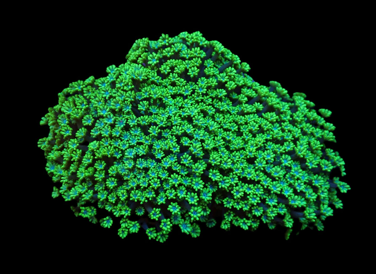 Alveopora spongiosa (Green)