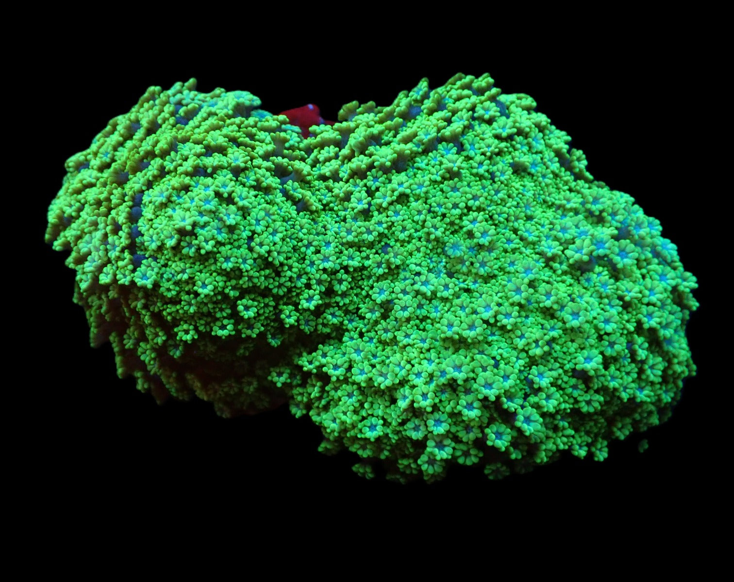Alveopora spongiosa (Green)