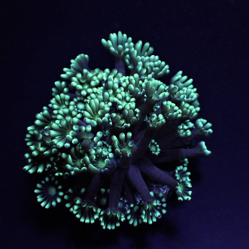 Alveopora spp. (frag)