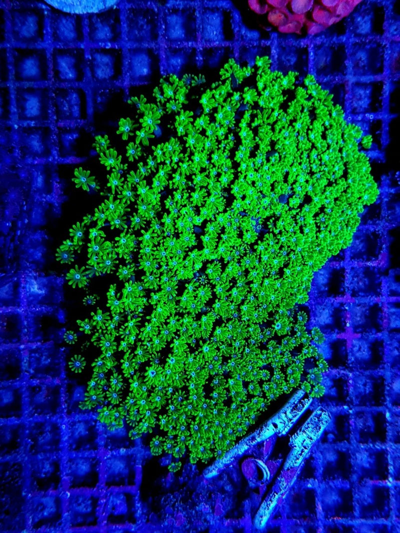 Alveopora spp. (Green)