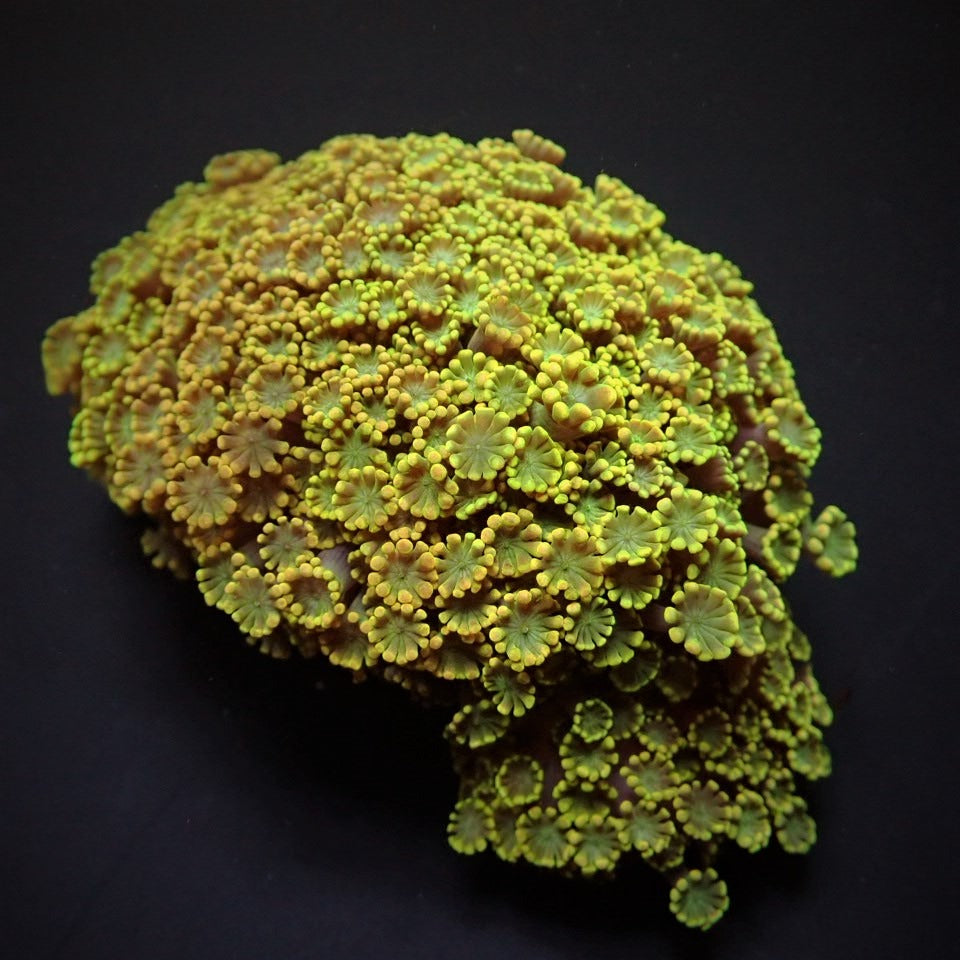 Alveopora spp. (Ultra)