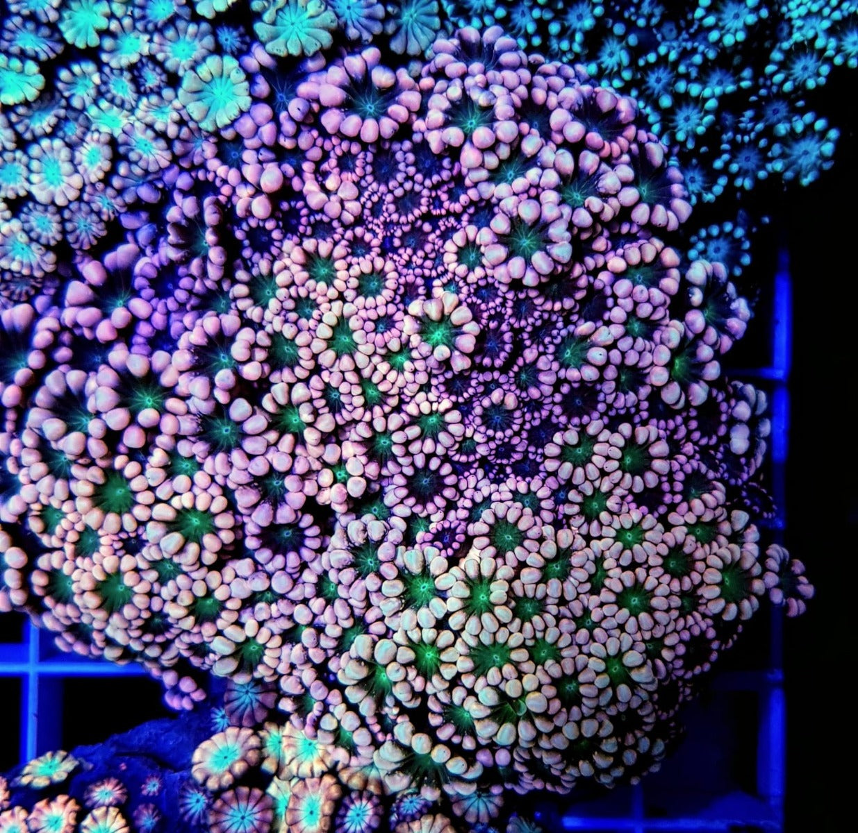 Alveopora spp. (Ultra)