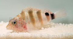 Amblycirrhitus pinos