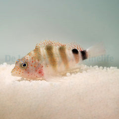 Amblycirrhitus pinos