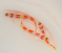 Amblyeleotris aurora