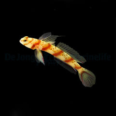 Amblyeleotris diagonalis