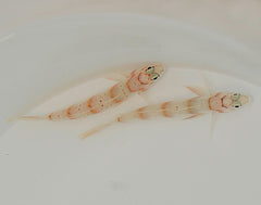 Amblyeleotris diagonalis