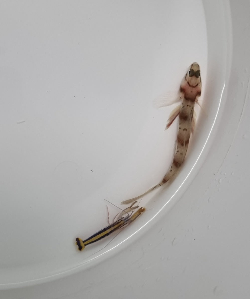 Amblyeleotris diagonalis + Alpheus spp.