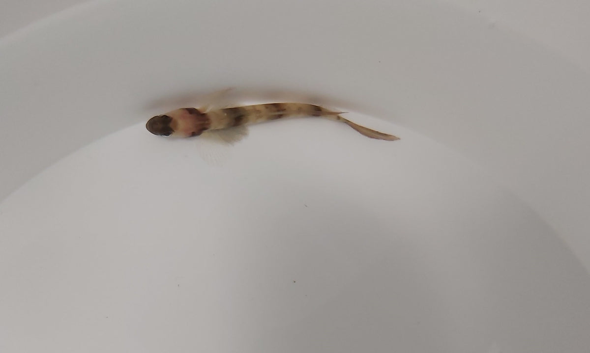 Amblyeleotris fontanesii
