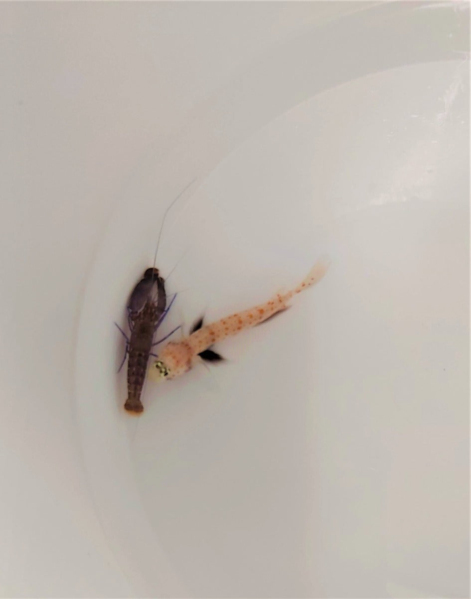 Amblyeleotris guttata + Alpheus spp.