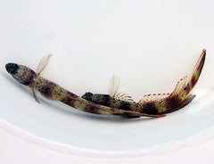 Amblyeleotris latifasciata