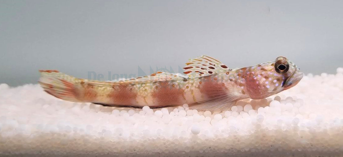 Amblyeleotris latifasciata