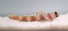 Amblyeleotris latifasciata