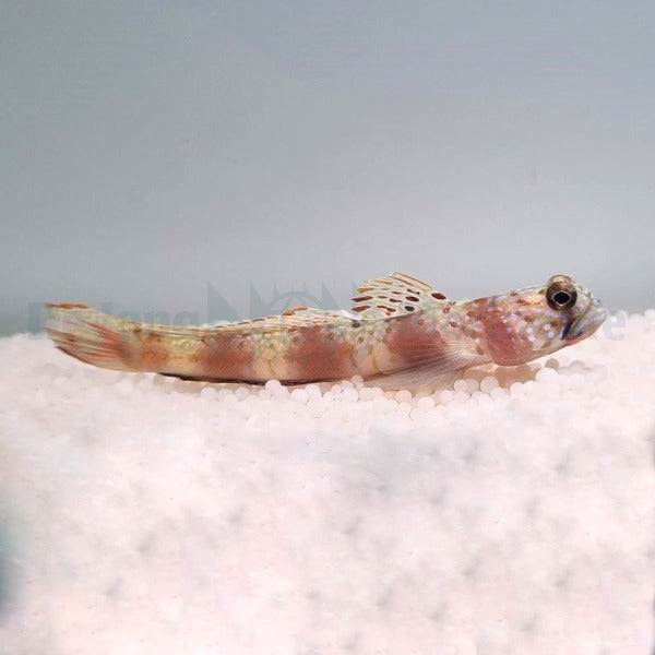 Amblyeleotris latifasciata