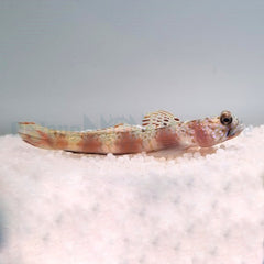 Amblyeleotris latifasciata