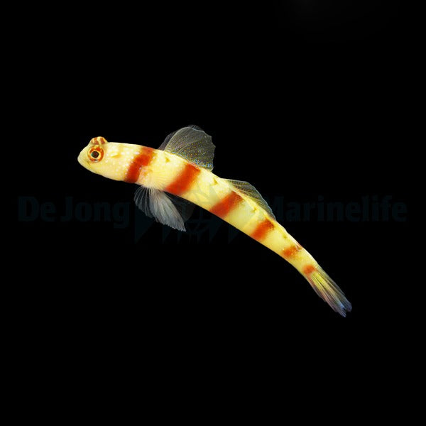 Amblyeleotris steinitzi