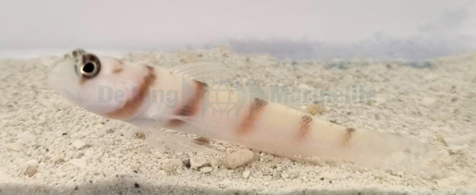 Amblyeleotris steinitzi