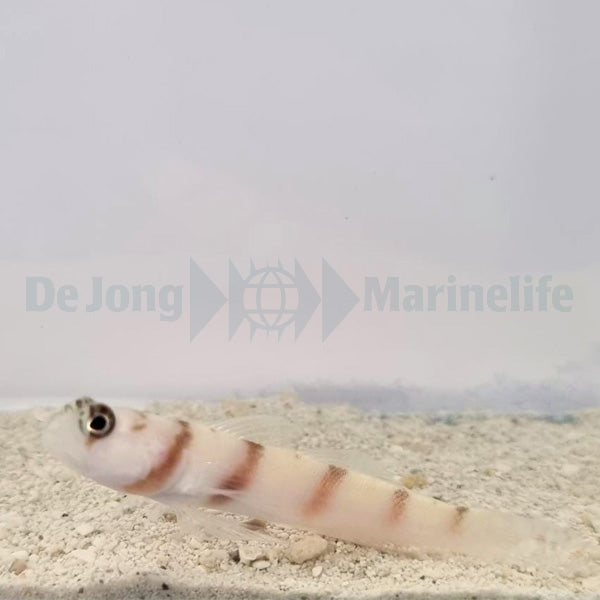 Amblyeleotris steinitzi
