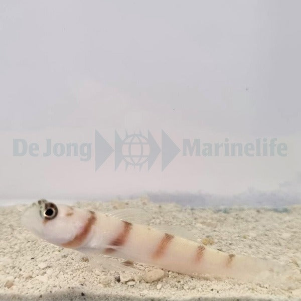 Amblyeleotris steinitzi