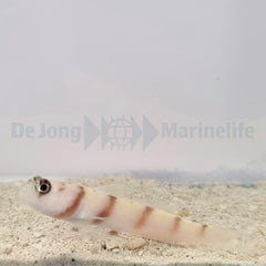 Amblyeleotris steinitzi