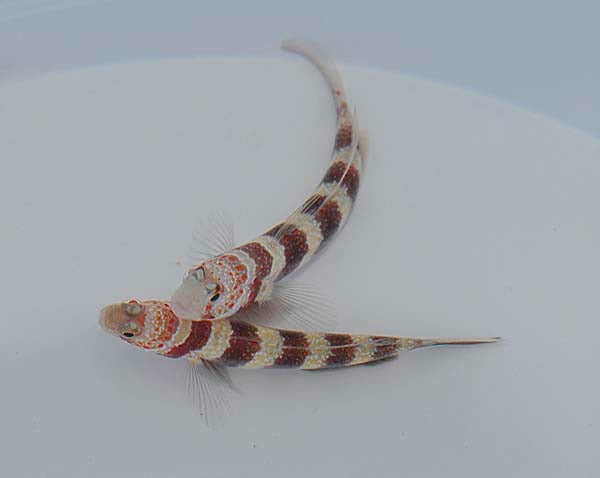 Amblyeleotris wheeleri